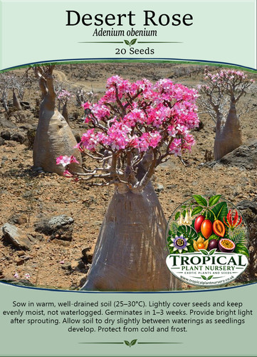 Desert rose x - desert,