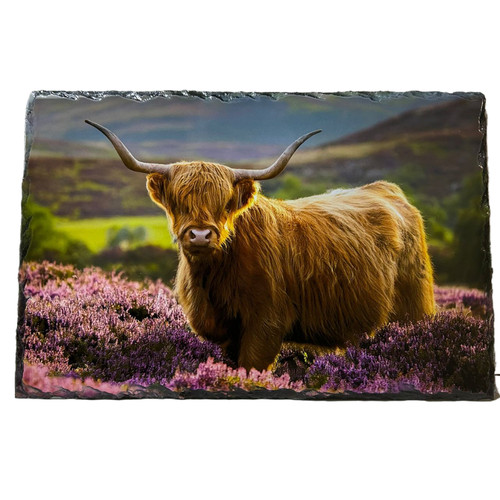 Slate tablemat highland cow - highland, &