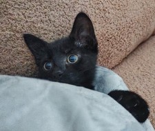 £1 TO HELP WITH OUR RESCUES -