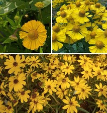 Helenium seeds | Autumn Gold | 50+ seeds | Border or Containers