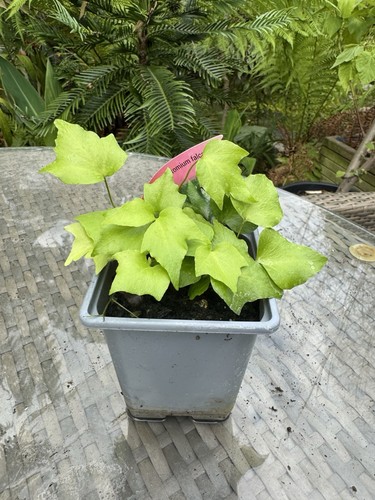 Fern cyrtomium falcatum 1 x - -,