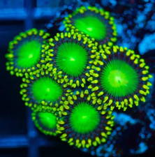Radioactive Dragon Eye Zoa