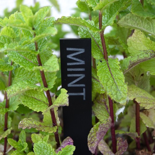 Personalised acrylic plant