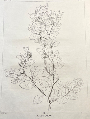 Antique botanical engraving - antique,