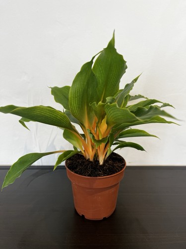 Chlorophytum fire flash - chlorophytum,