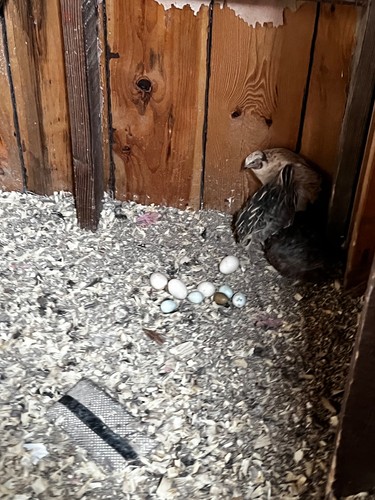 Quail hatching eggs for sale - for,