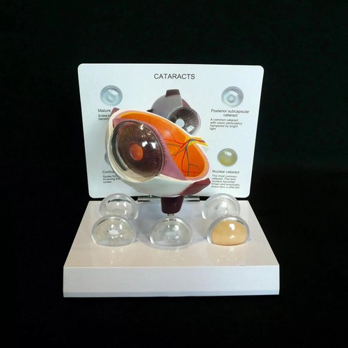 Anatomical model human - of,
