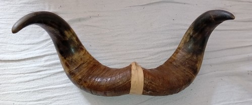 Vintage animal horns - vintage,
