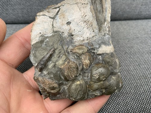 Fossil crocodile tooth - fossil,