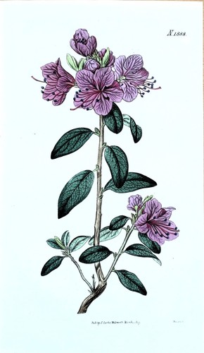 Antique botanical print - antique,