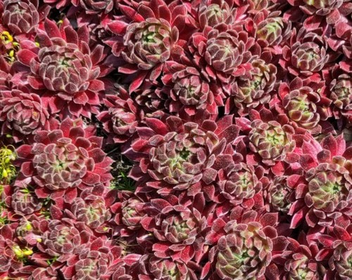 Sempervivum houseleek - 5+,