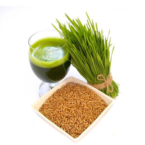 Organically grown wheatgrass - grown,