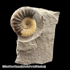 Asteroceras obtusum Calcite