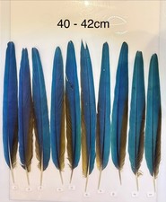 Parrot Macaw Feather Crafts
