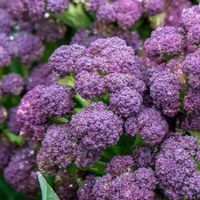 Brassica Plants Garden Ready