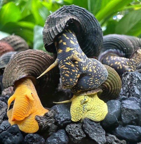 Rabbit snails mixed - |, pack