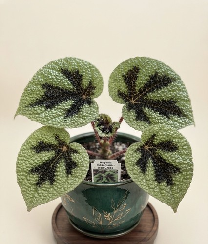 Begonia masoniana - , cross)