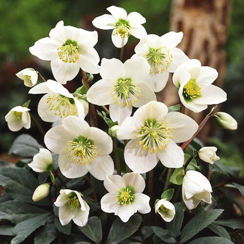Helleborus niger christmas - helleborus,