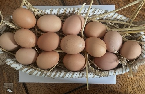 Pasture raised hen - eggs, for