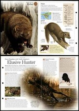 Fisher #159 Mammals -
