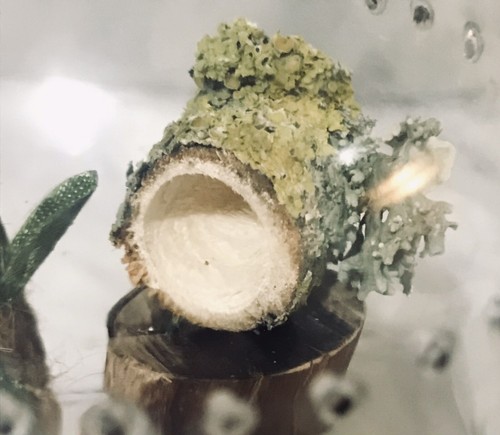 Spider reptile hide wooden - spider/reptile, log