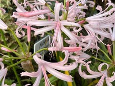 Nerine bowdenii 'Stephanie' 3 plants in 9cm pots - Free postage