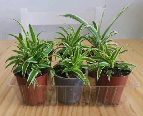 Spider plants chlorophytum - spider, (chlorophytum