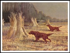 IRISH SETTER DOGS AT WORK
