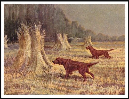 Irish setter dogs work - at,