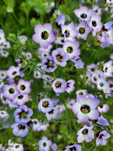 Premium gilia tricolour - gilia,