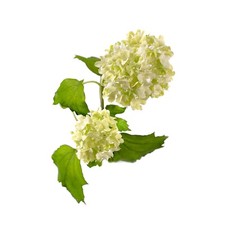 Artificial single flower - flower, plant