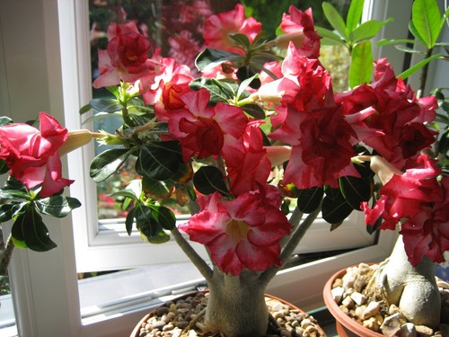 Adenium obesum excellent - adenium,