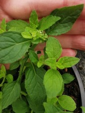 6 X Mint plant plugs ALL low