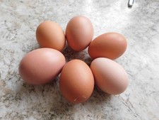 SIX FRESH SILVER BIELEFELDER