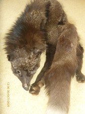 Vintage/Antique Real Fox Fur Stole, Whole Body.  47" Long