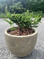 Japanese Red Cedar 'Serama' ? Cryptomeria japonica Confier Tree (Not Cristata)