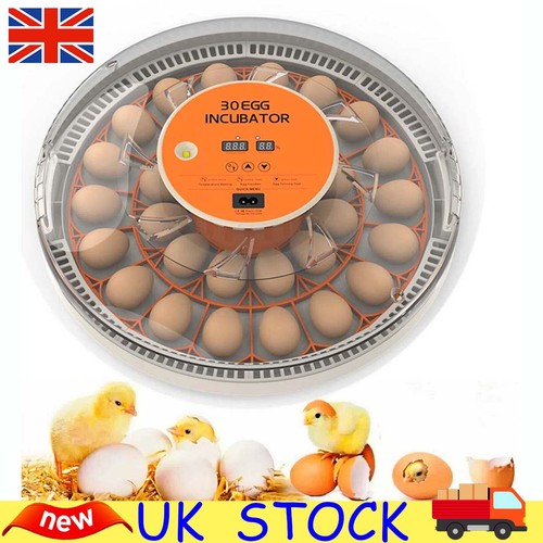 Eggs incubator egg candler - eggs,