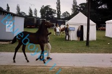 Horse Foal  at Royal Show