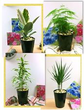 1 House Plant in Ceramic Black Tall Tubus Pot Indoor Evergreen Garden Office Air