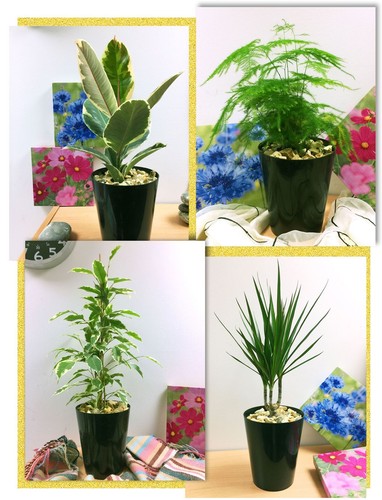 House plant ceramic black - 1,