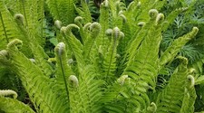 FERN Fiddlehead Fern Buy One