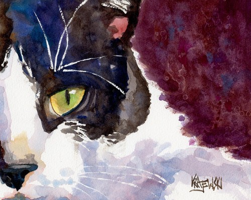 Tuxedo cat high - high, resolution