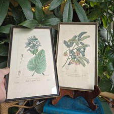 Antique Framed Botanical