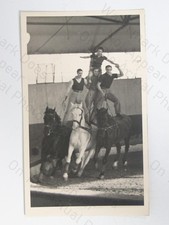 Equestrian Acrobats Horses