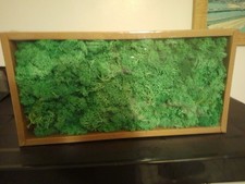 Reindeer moss green - green, 500g