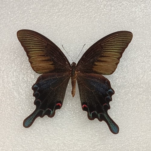 Chinese peacock butterfly - chinese,