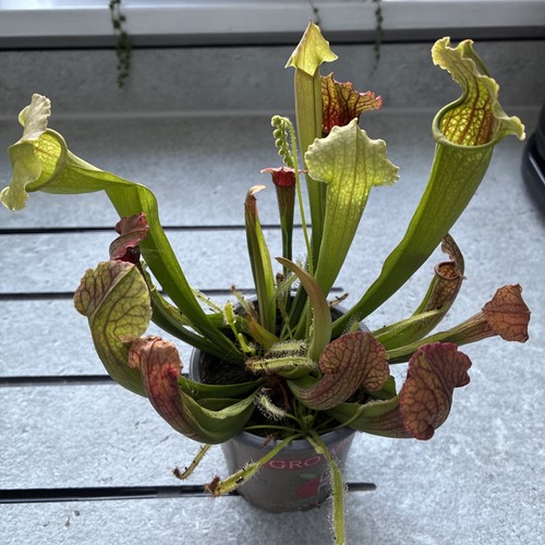 Pitcher plant with sundews - 2,