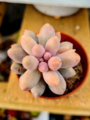 Pachyphytum rzedowskii the - rzedowskii, |
