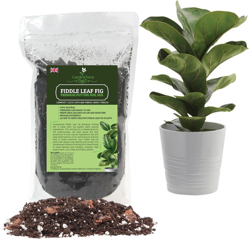 Fiddle leaf fig house plant - leaf,