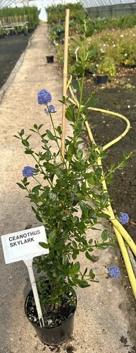 Ceanothus thyrsiflorus - ceanothus,